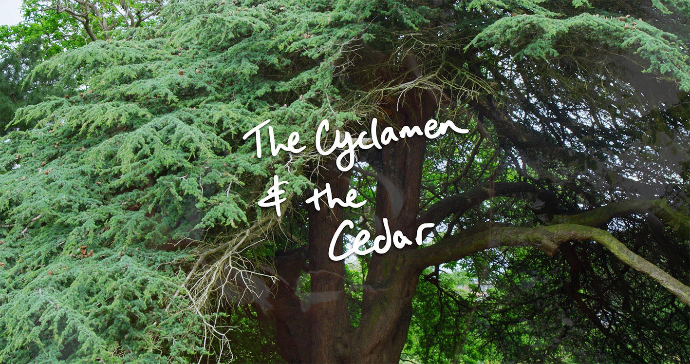 The Cyclamen and the Cedar, video still