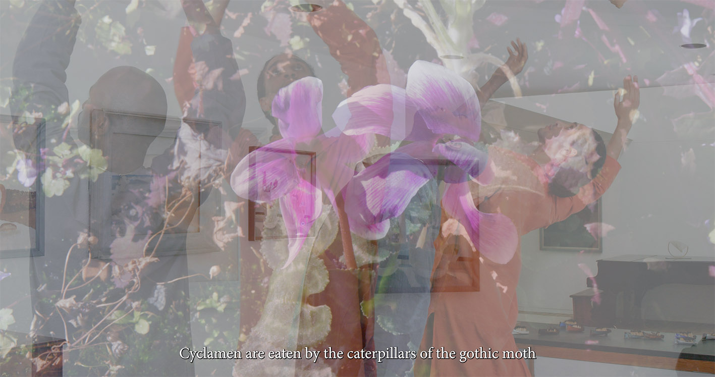 A layered image blending a close-up of cyclamen flowers with two people dancing. One wears an orange outfit, and the other a blue one. The text overlay reads: “Cyclamen are eaten by the caterpillars of the gothic moth.”